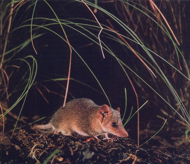 AWC097 Pigmy Marsupial-mouse oz.jpg
