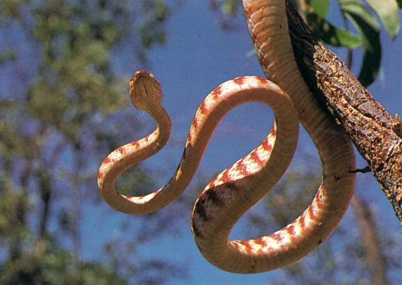 AWC111 Brown Tree Snake oz.jpg