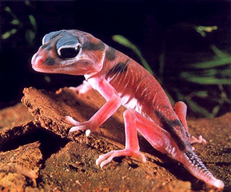 AWC121 Knob-tailed Gecko oz.jpg