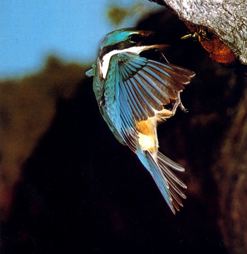 AWC134 Sacred Kingfisher 03 oz.jpg