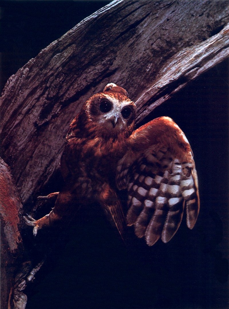 AWC136 Boobook Owl oz.jpg