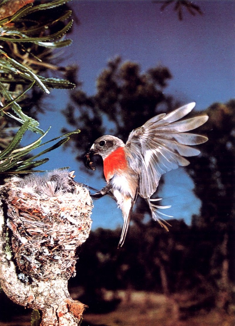 AWC140 Scarlet Robin and nest oz.jpg