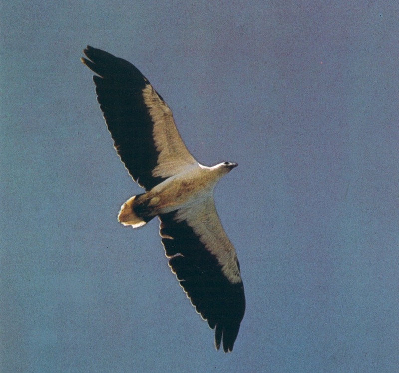 AWC153 White Breasted Sea Eagle oz.jpg