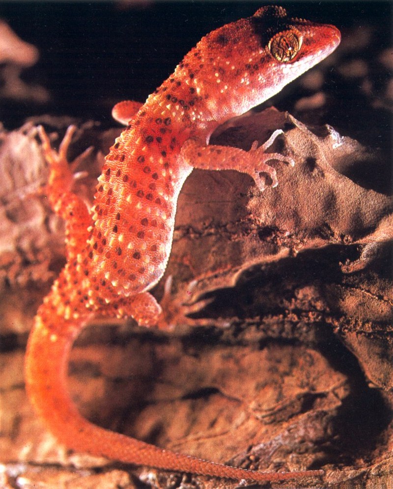 AWC170 Prickly Gecko oz.jpg