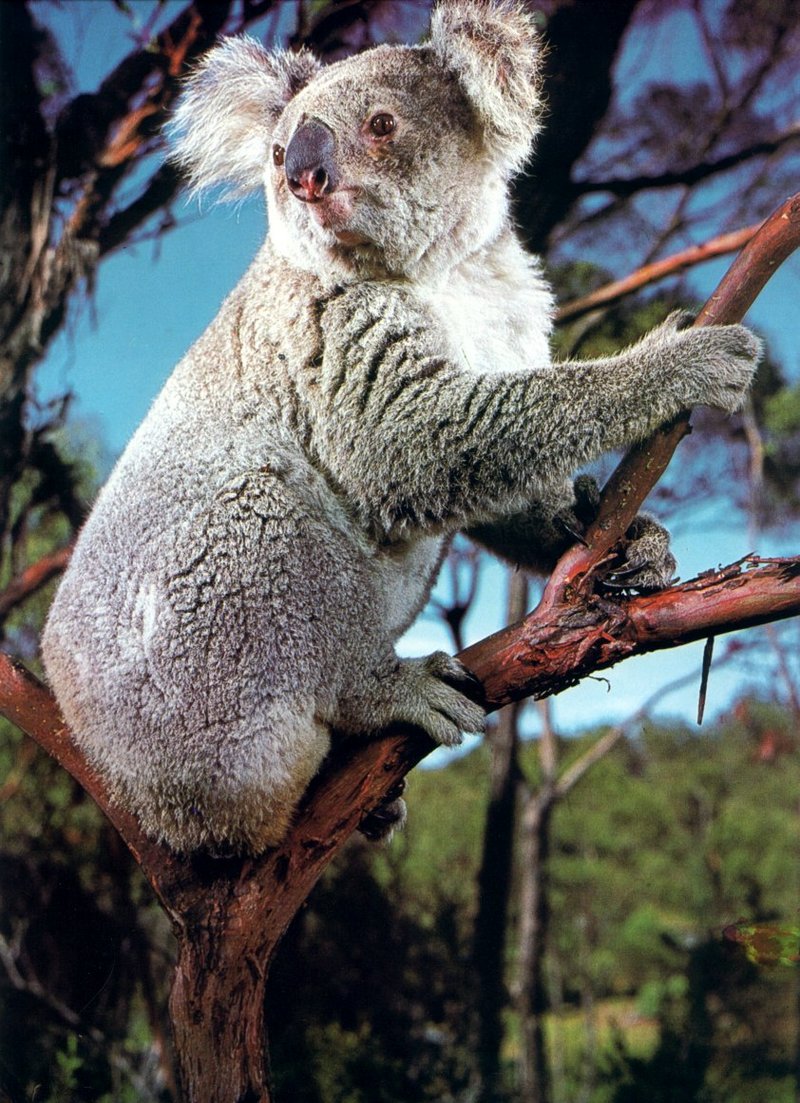 AWC176 Koala oz.jpg
