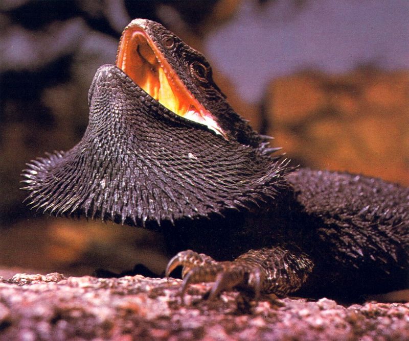 AWC190 Bearded Dragon oz.jpg