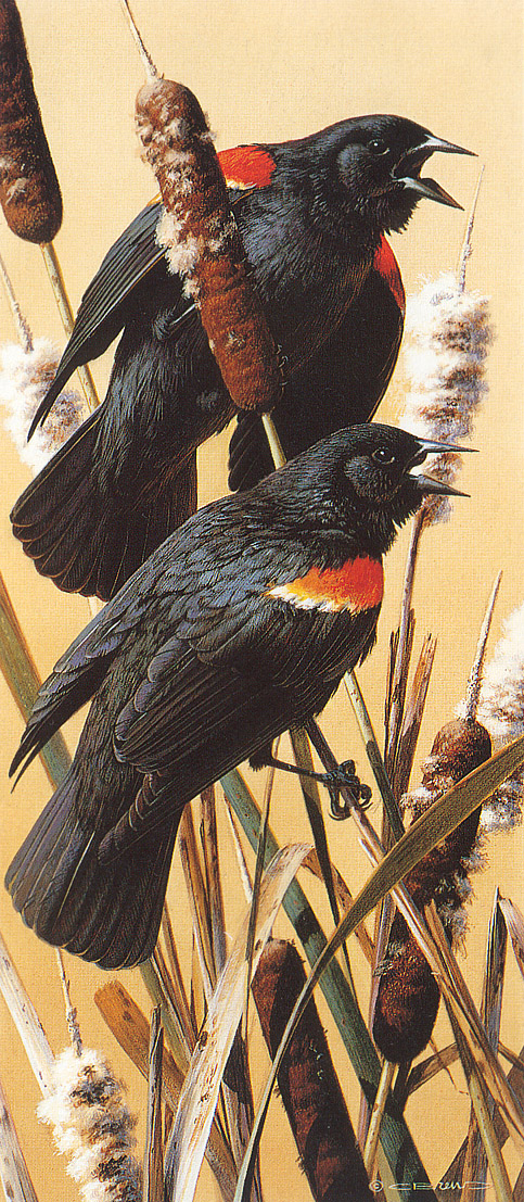 kb Brenders Carl-Red-Winged Blackbirds.jpg