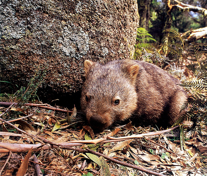 p-ana Cal2002 12 Common Wombat.jpg