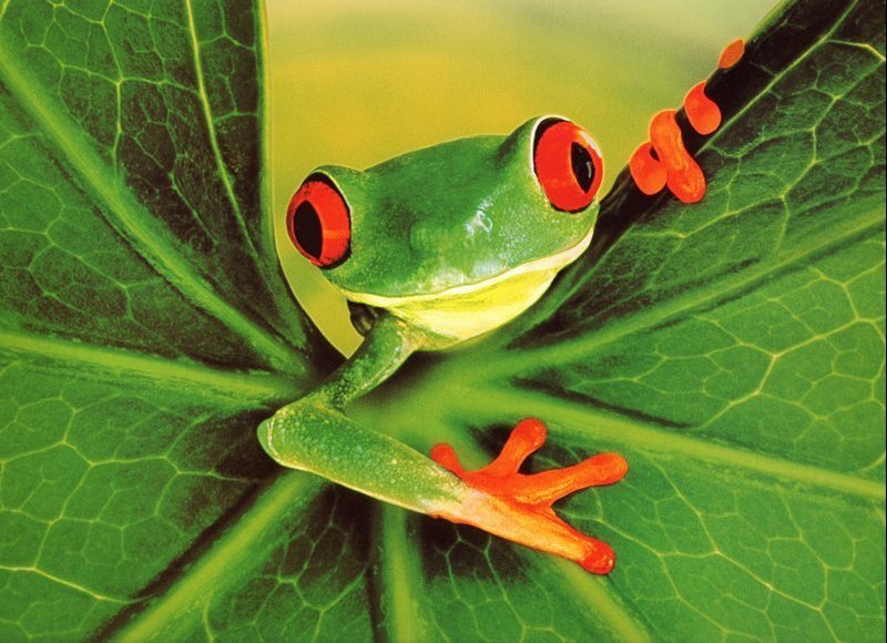 Clearnet, Tree Frog(end.jpg