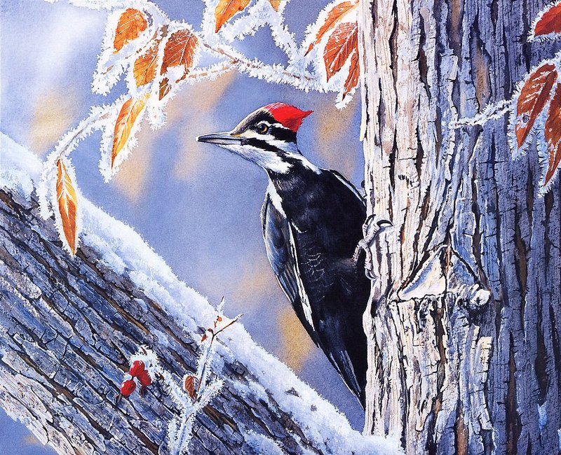 Bourdet, Susan - Pileated Woodpecker (end.jpg