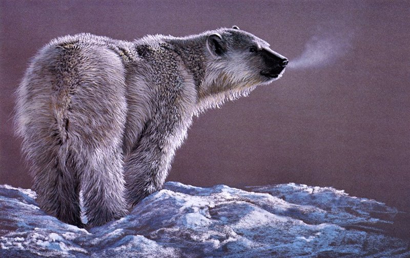 Manning, Douglas - Polar Bear Study (end.jpg