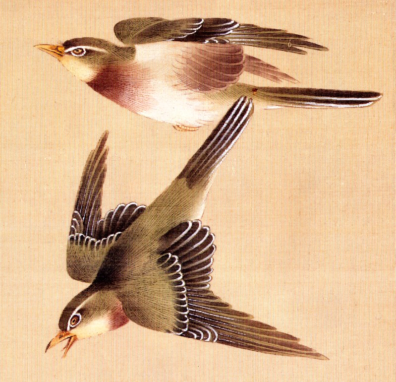 Shuki, Okamoto - Bush Warblers (end.jpg