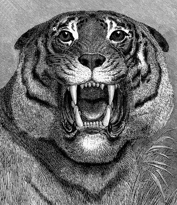 p-Animals 02 tiger.jpg