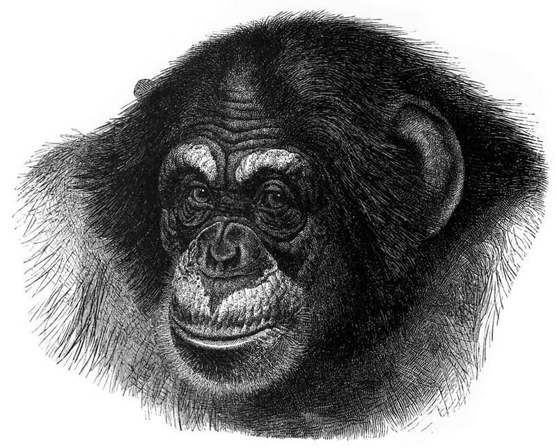 p-Animals 07 chimp.jpg