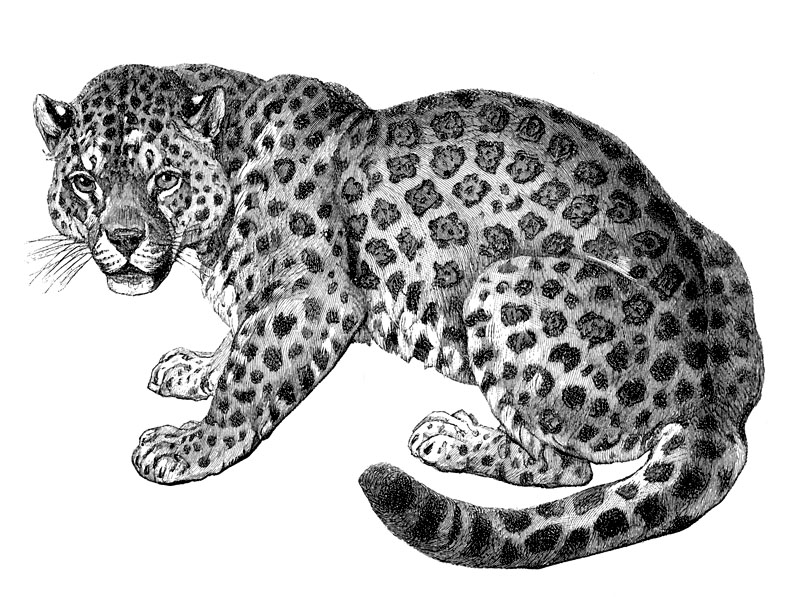 p-Animals 16 jaguar.jpg