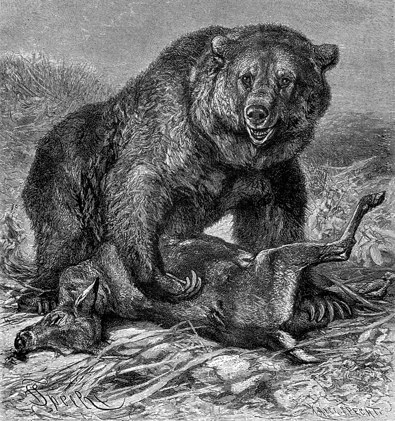 p-Animals 23 grizzly.jpg