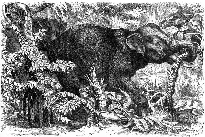 p-Animals 29 elephant.jpg