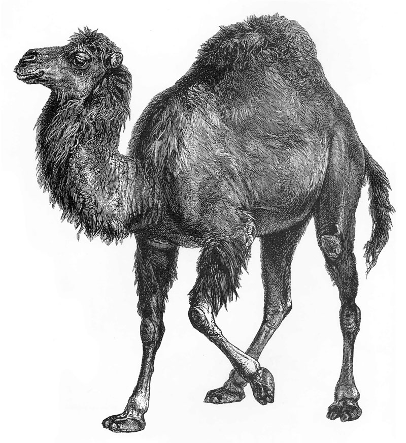 p-Animals 33 camel.jpg