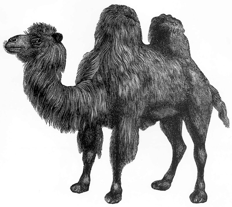 p-Animals 34 camel.jpg
