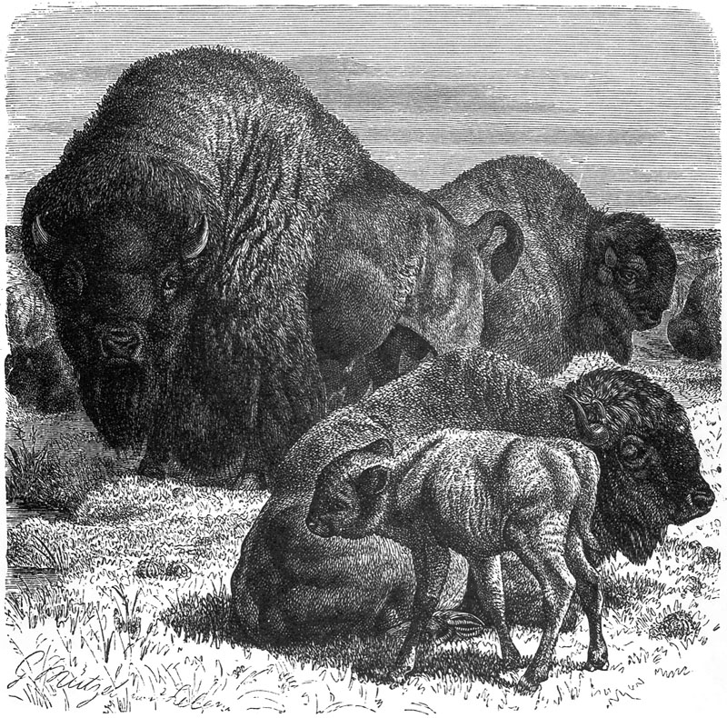 p-Animals 36 bison.jpg