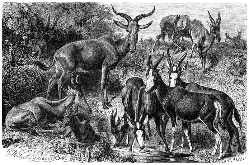 p-Animals 39 antelope.jpg