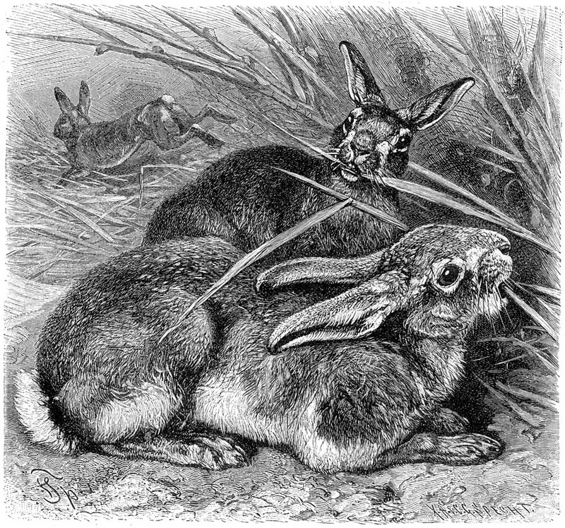p-Animals 45 rabbit.jpg