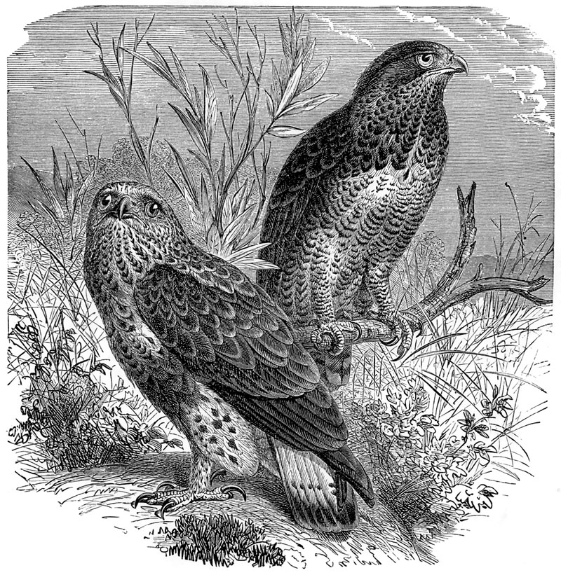 p-Animals 50 buzzard.jpg