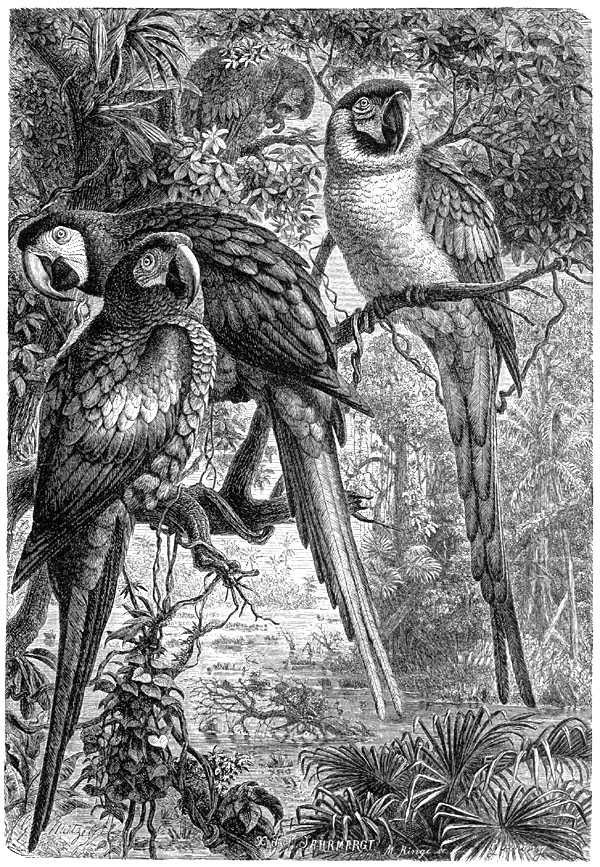 p-Animals 52 macaw.jpg