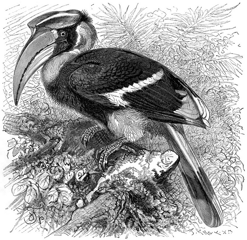 p-Animals 58 hornbill.jpg