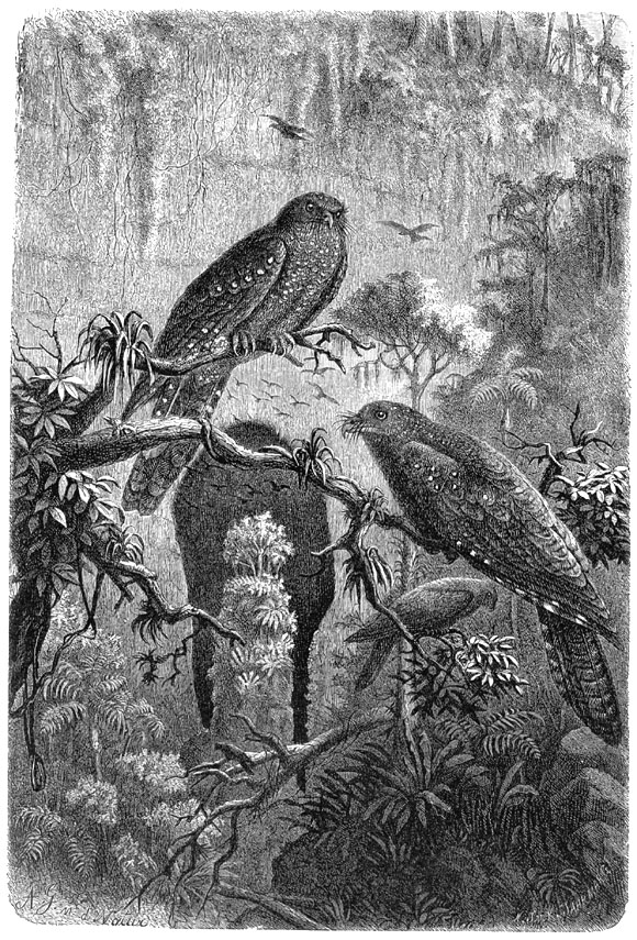 p-Animals 60 oilbird.jpg