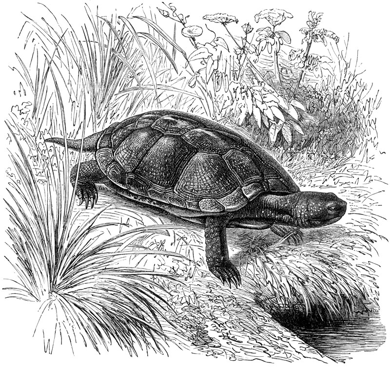 p-Animals 76 turtle.jpg