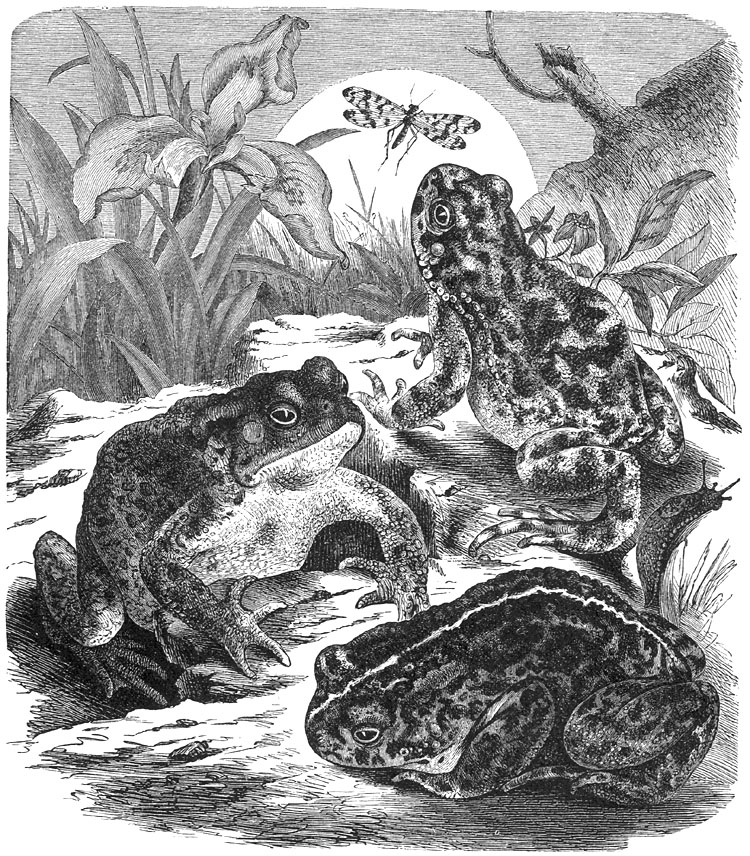 p-Animals 77 toad.jpg