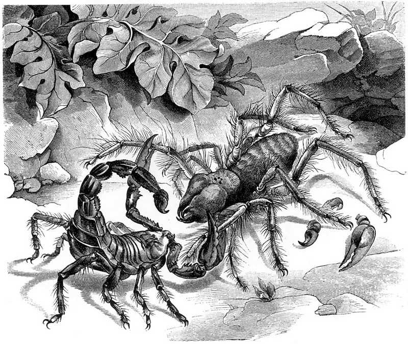 p-Animals 82 scorpion spider.jpg