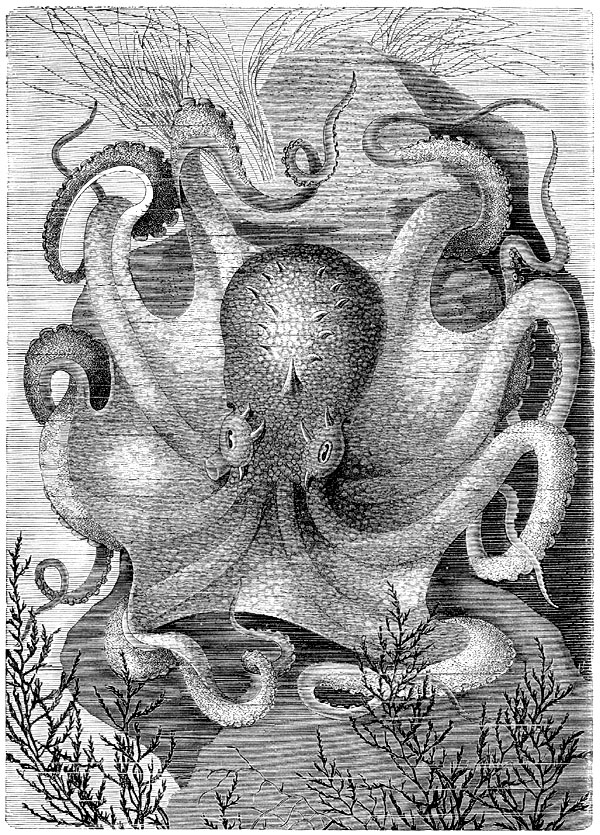 p-Animals 87 octopus.jpg