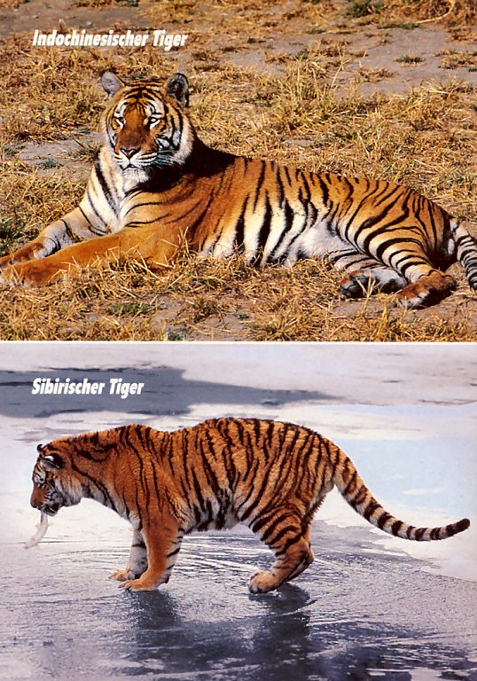 at01 tigers 07.jpg