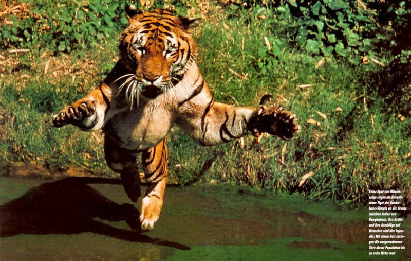 at01 tigers 11.jpg