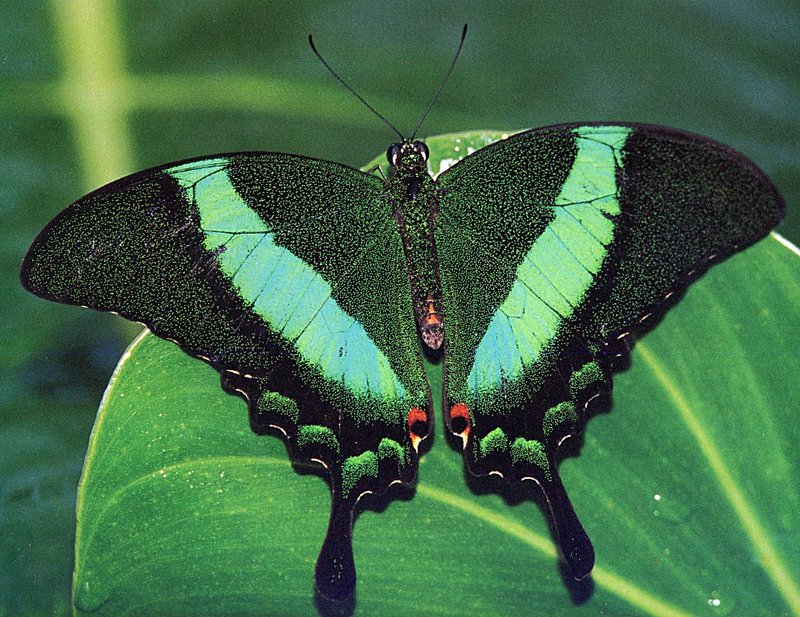 GCCAL2002B04 Emerald Swallowtail.jpg