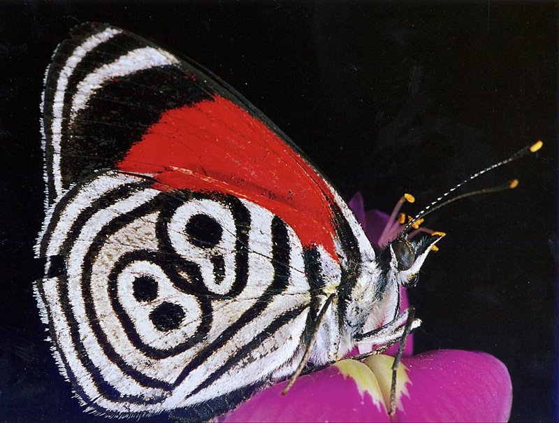 GCCAL2002B09 Nymphalid Butterfly.jpg
