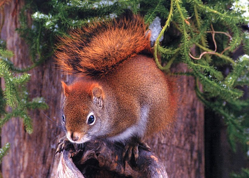 GCCAL2002H08 Red Squirrel.jpg