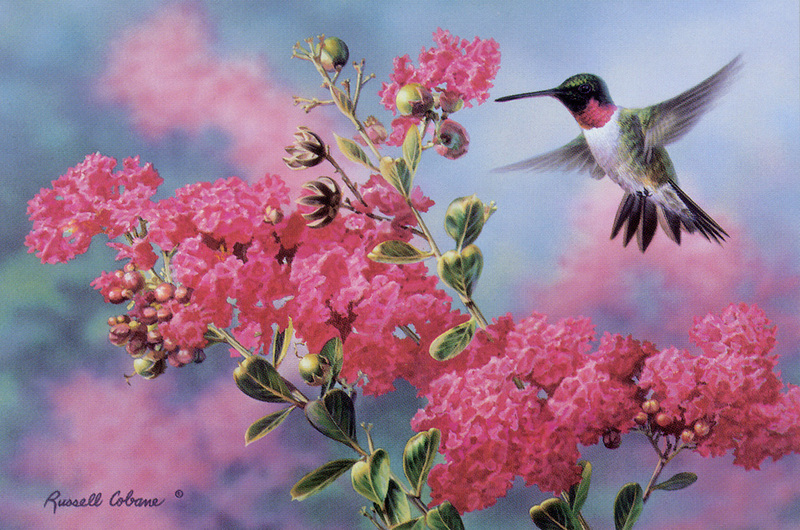 kb Cobane Russell-Gathering Nectar.jpg
