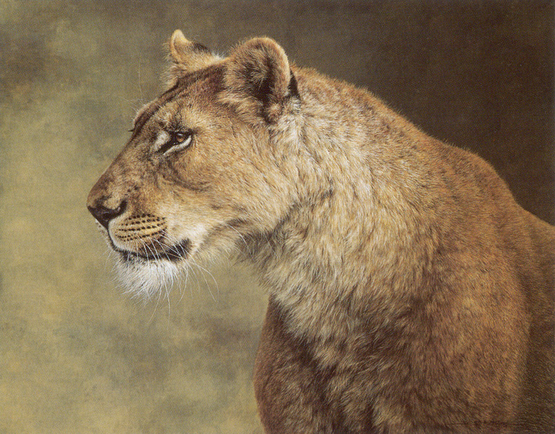 kb Mayol Jorge-Portrait of a Lioness.jpg