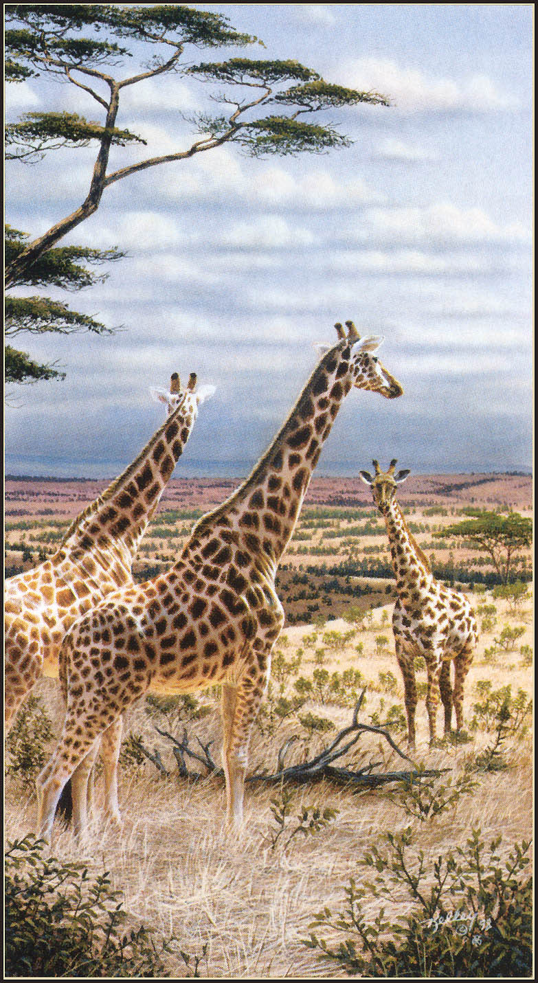 kb Kelley Rick-Giraffes in Serengeti.jpg