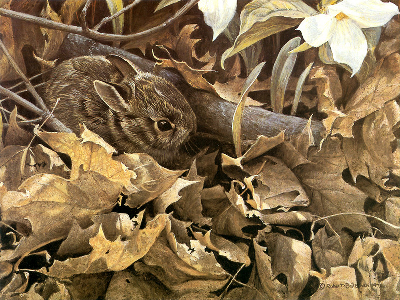 kb Bateman-Among the Leaves-Cottontail Rabbit.jpg
