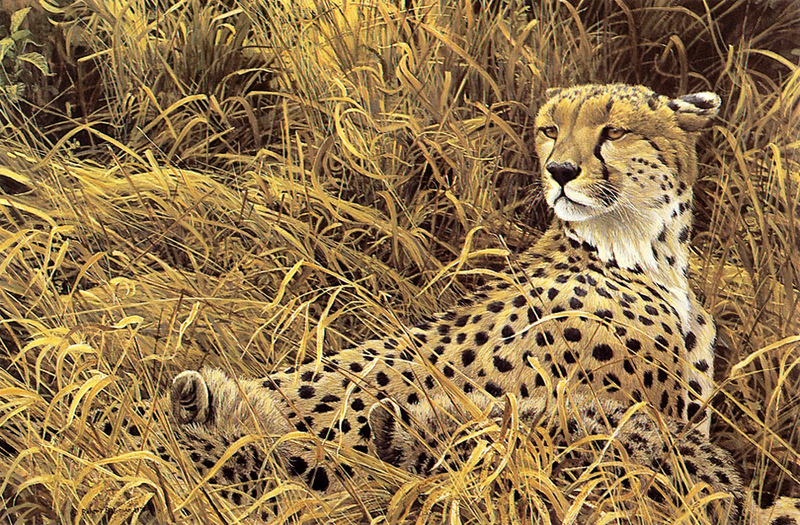 kb Bateman-Cheetah with Cubs.jpg