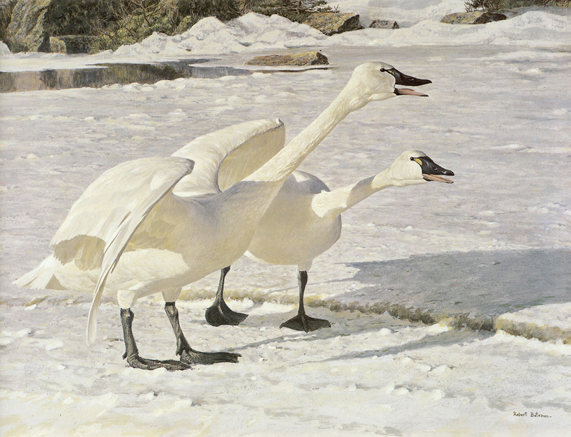 kb Bateman-Courting Swans.jpg