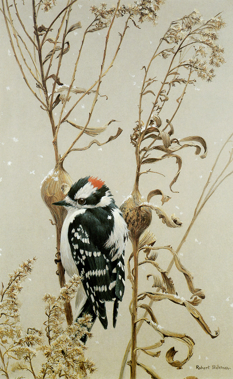 kb Bateman-Downy Woodpecker.jpg