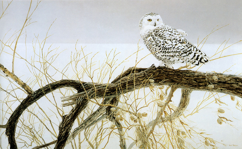 kb Bateman-Fallen Willow-Snowy Owl.jpg