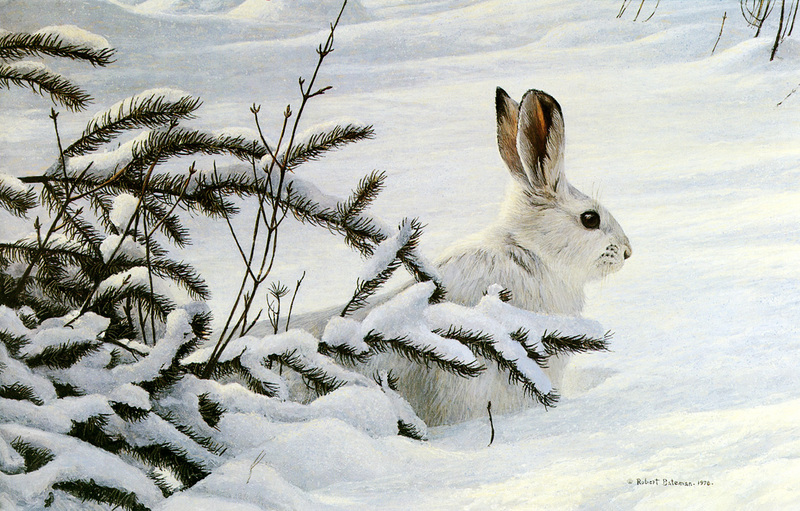 kb Bateman-Winter-Snowshoe Hare.jpg