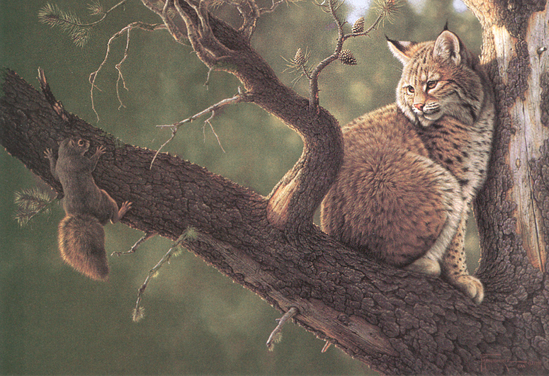 kb Mansanarez Tom-Out on a Limb.jpg