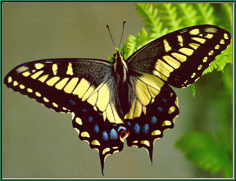 AniseSwallowtail-sj.jpg